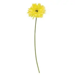 Gerbera Daisy Stem Lemon Yellow
