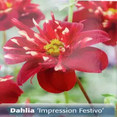 Impression Festivo Dahlia - dwarf collarette - #1 Size Root Clump