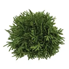 Cypress Orb Elegance