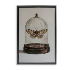 Stupell Industries Moth in Glass Cloche Framed Floater Canvas Wall Art Design by Petal Prints Design