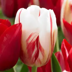 Carnaval de Rio Triumph Tulip 7 Bulbs - 12/+ cm Bulbs