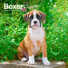 Boxer Puppies | 2026 7 x 14 Inch (Hanging) Monthly Mini Wall Calendar