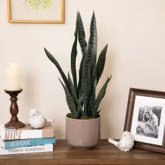 Northlight Real Touch&trade;️ Artificial Two Tone Potted Snake Plant - 29" Green