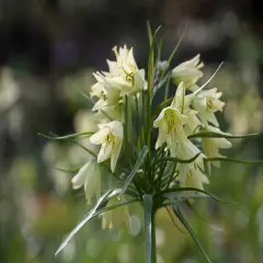 Cream Colored Imperial Lily 1 Bulb - Fritillaria Raddeana - 16/+cm Bulb