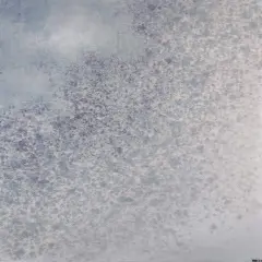 Frozen Mist Designer Printed AIDA Fabric. Canvas for embroidery with an applied backgroundKF-1190A