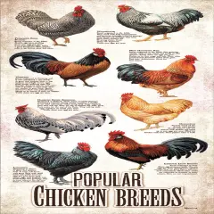 Sunsout Popular Chicken Breeds 500 pc Jigsaw Puzzle 66409