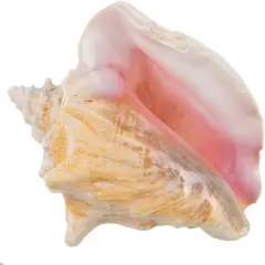 Conch Shell Large Sea Shells Garden Quality 5 to 6 inches Conch Sea Shell Large Conch Shell D&eacute;cor
