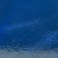 Wissmach COE 96-16 Sapphire Blue Transparent Fusible Glass Sheet