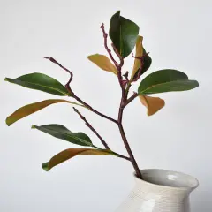 26" magnolia leaf branch