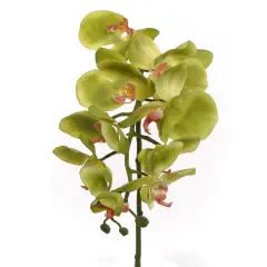 12-Pack: Real Touch Green Phalaenopsis Orchid Stem, Floral Home by Artificial Flowers