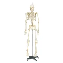 Life Sized Skeleton - x 66"