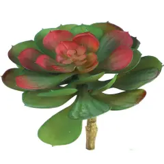 12-Pack: Green & Burgundy Crassulaceae Plant, 5.5" Wide by Floral Home&reg;