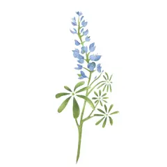 Texas Bluebonnet Flower Wall Stencil | 2987 by Designer Stencils | Reusable Art Craft Stencils for Painting on Walls, Canvas, Wood |