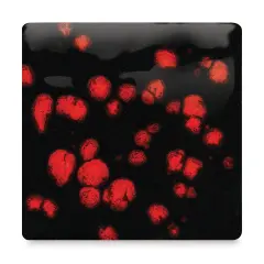 Mayco Jungle Gems Crystal Glaze - Black Opal, Pint