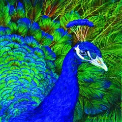 Sunsout Peacock 1000 pc Jigsaw Puzzle 26204