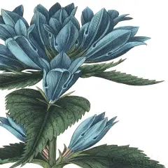 Botanique Ii No Words Poster Print by Wild Apple Portfolio - Item # VARPDX25342