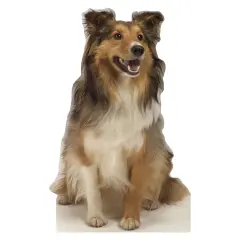 Collie Dog