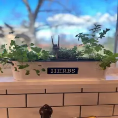 Windowsill Planter - HERBS