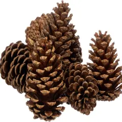 Cinnamon Scented Pinecones 3 to 5 inches 8 Pieces Medium Large Pine Cones for Crafts Pine Cones Bulk Pinecone Ornaments