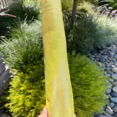 Lemon Drop foil Vinyl (lightweight)