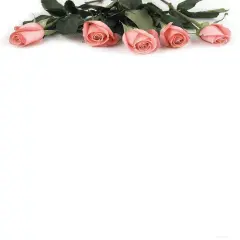 Great Papers! Pink Rose Petals Stationery Letterhead, Invitations and Announcements, Printer Friendly, 8.5"x11", 80 Pack