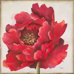 Red Peony Poster Print by Patricia Pinto - Item # VARPDX8780
