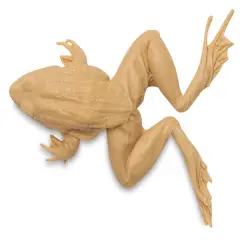 Gyotaku Fish Printing Replica - Grass Frog