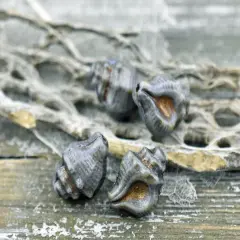 *8* 14x11mm Bronze Washed Blue Lazure Conch Shell Beads