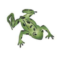 Outstretched Frog Wall Stencil | 2628 by Designer Stencils | Animal & Nature Stencils | Reusable Art Craft Stencils for Painting on Walls, Canvas, Wood | Reusable Plastic Paint Stencil for Home Makeover | Easy to Use & Clean Art Stencil