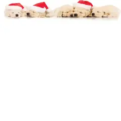 Great Papers! Puppies Holiday Letterhead for Invitations, Announcements and Messages, Printer Friendly 8.5" x 11", 80PK
