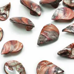 6 Packs of Tinted Shell Fan Mauve 2/8" Strand