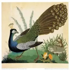 Peacock and Mole Poster Print byCarlo Raineri - Item # VARPDXCAR05