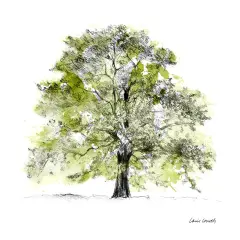 Tree with Green Leaves II Poster Print by Lanie Loreth - Item # VARPDX12822B
