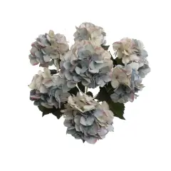 UV Mixed Blue Hydrangea Bush with 7 Silk Flowers & Leaves by Floral Home&reg;