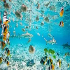 Fish and sharks in Bora Bora lagoon Poster Print by Pangea Images - Item # VARPDX2AP3332