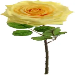 12-Pack: Open Rose Stem with Lifelike Silk Foliage, Floral Home by Artificial Flowers Yellow