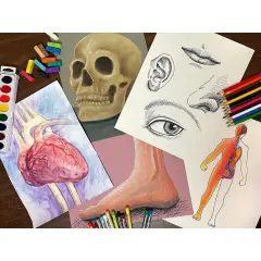 Homeschool Art A - Human Anatomy