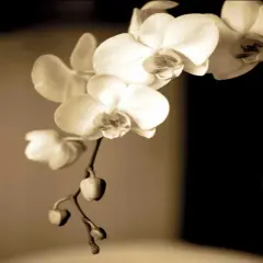 Exotic Blooms Poster Print by Cinzia Ryan - Item # VARPDX12251B