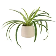 Northlight Artificial Spider Plant in Beige Ceramic Pot - 20" Green