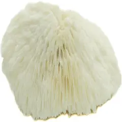 Mushroom Sea Coral | White Real Mushroom Coral 3&rdquo;-4&rdquo; (1 Piece) | Aquarium Ornament for Decoration