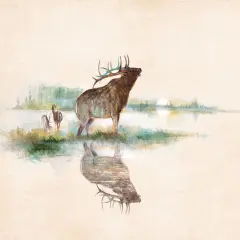 Misty Elk Poster Print by Ruane Manning - Item # VARPDX17622