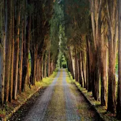 Tree Tunnel Poster Print by Michael Cahill - Item # VARPDX16206