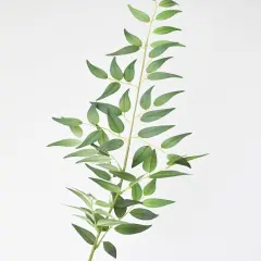 36" Faux Italian Ruscus Stem