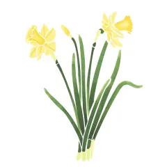 Daffodil Flower Wall Stencil | 2113 by Designer Stencils | Floral Stencils | Reusable Art Craft Stencils for Painting on Walls, Canvas, Wood | Reusable Plastic Paint Stencil for Home Makeover | Easy to Use & Clean Art Stencil