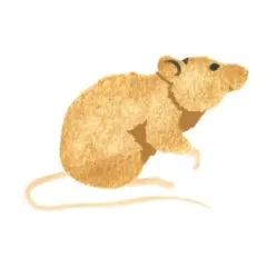 Sitting Mouse Wall Stencil | 1397 by Designer Stencils | Animal & Nature Stencils | Reusable Art Craft Stencils for Painting on Walls, Canvas, Wood | Reusable Plastic Paint Stencil for Home Makeover | Easy to Use & Clean Art Stencil
