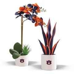 Auburn Tigers Faux Snake Plant and Orchid (2 Pack) - Fan-Favorite Gift Bundle