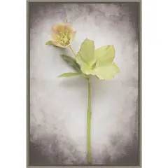 Vintage Hellebore Study II by Felicity Bradley 16-in. W x 23-in. H. Canvas Wall Art Print Framed in Grey