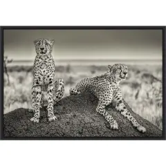 Two Cheetahs watching out by Henrike Scheid 23-in. W x 16-in. H. Canvas Wall Art Print Framed in Black