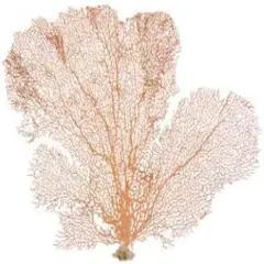 Sea Fan Coral 1 Orange Coral Sea Fan 7" to 10" Natural Real Piece of Coral Sea Fan for Decoration