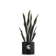 MSU Snake Plant, MSU Faux Snake Plant, MSU Gifts for Men, MSU Gifts for Women, MSU Gifts, Spartan Decorations, MSU Man Cave Decor, Office Accessories for Men, Desk Accessories for Women